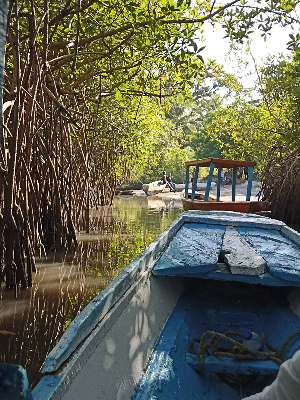Guided trip through the bolongs (creeks) of the Gambia river on a traditional boat starting in Lamin lodge. Including a visit to an authentic village hidden in the forest where you can see the way of life of the Gambians.