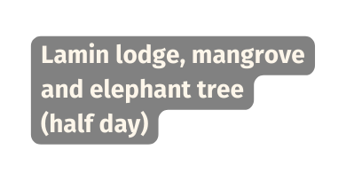 Lamin lodge mangrove and elephant tree half day
