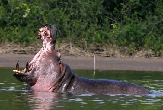 Safari Senegal: join me for a trip to and through Fathala Wildlife Reserve in Senegal. Spot wild animals at their home up close. You can also experience walking with lions.